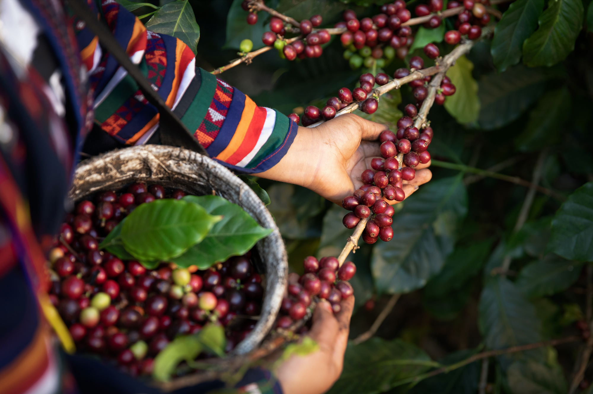 Kaffe Viden Home Roast